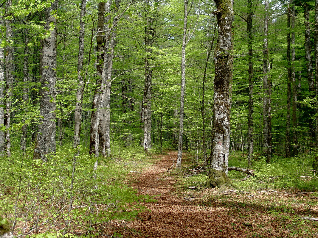 Gustom šumom doline Sušice vodi obiježena planinarska staza.
